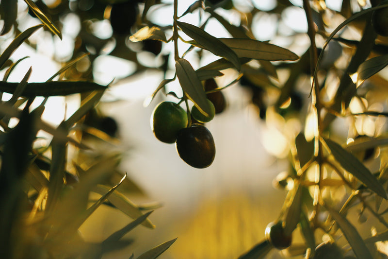 The Organic Extra Virgin Olive Oil in Every BELA Tin